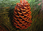 Pine Cones with Glitter