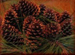 Pine Cone Arrangements